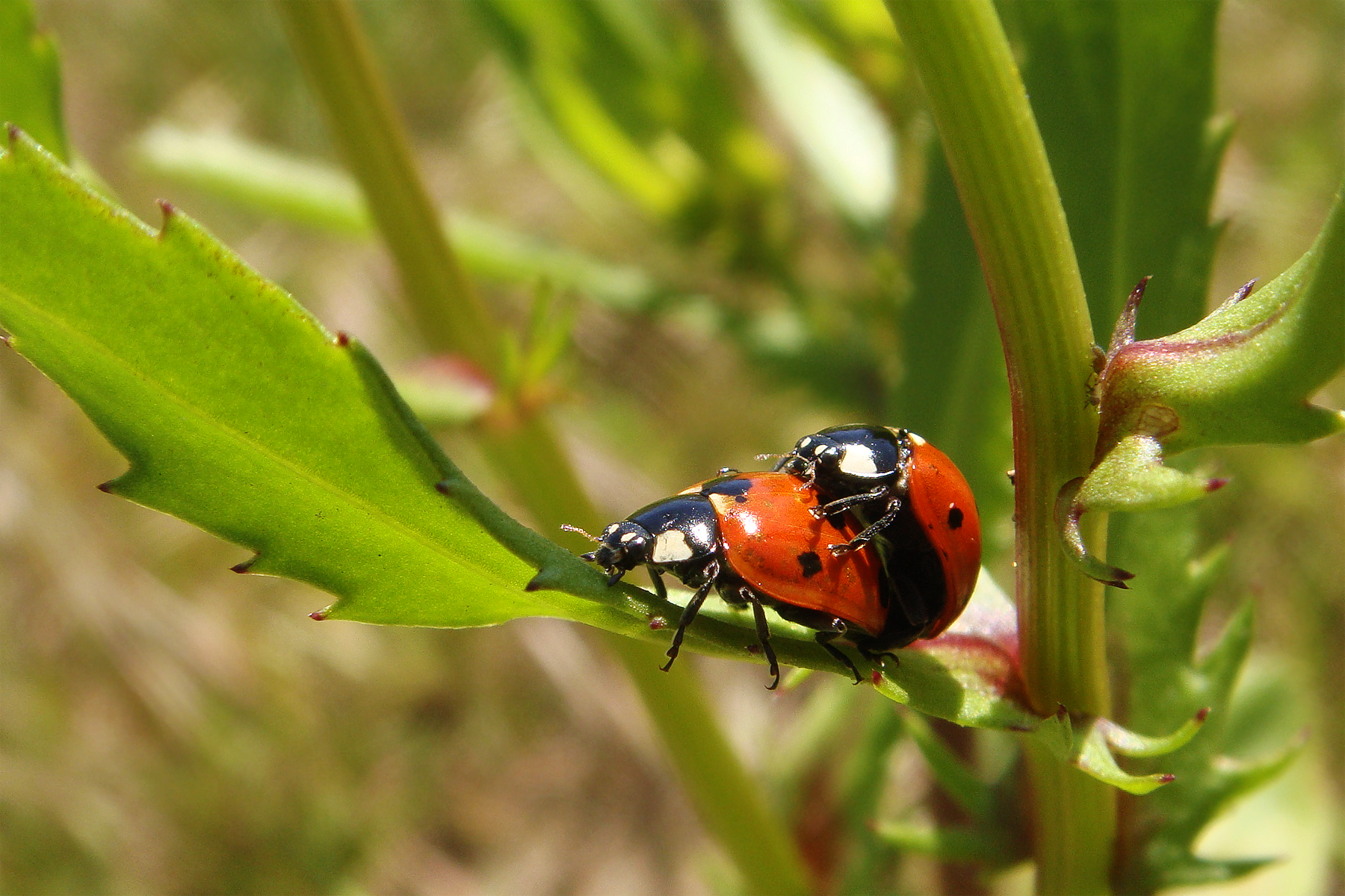 7-spot ladybug